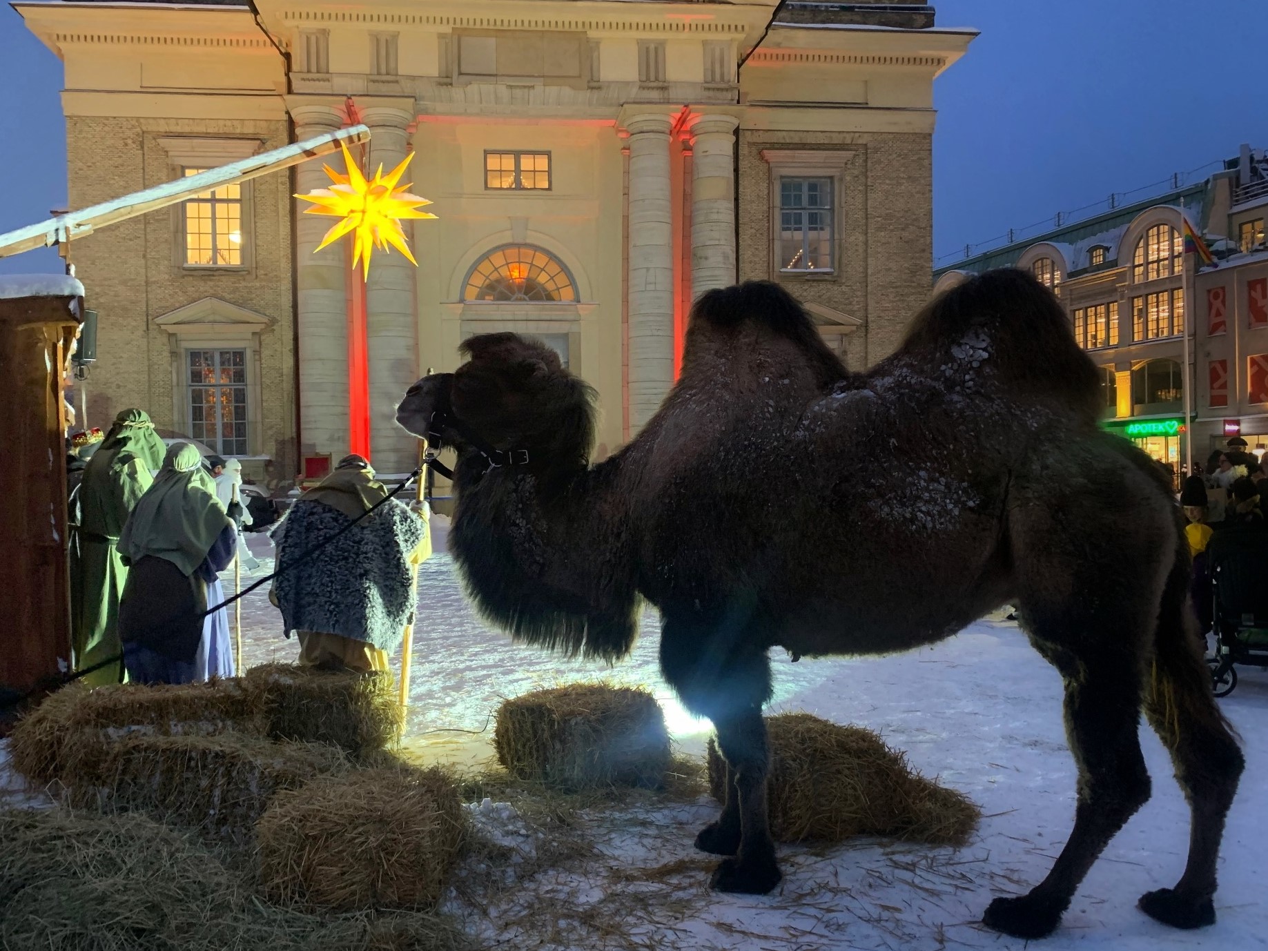 Julspel vid Domkyrkan, Kamelridning på Orust